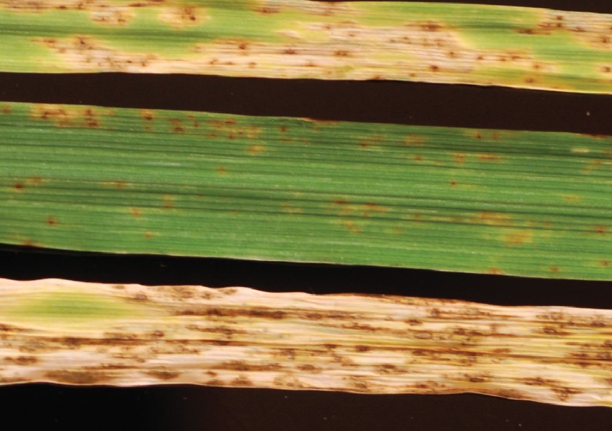 Understanding hybrid disease susceptibility to net blotch in barley